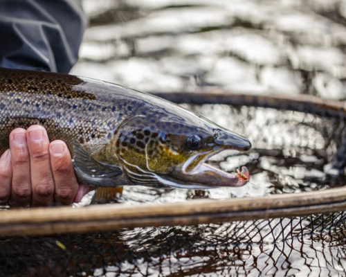 Salmon fishing trip